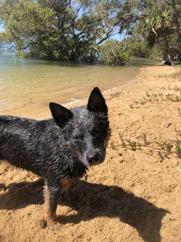 A wet dog stands on sandy beach near clear water, surrounded by green trees, sunlight shining. The dog looks curious and content, enjoying nature’s beauty.