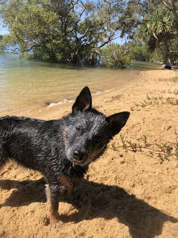 A wet dog stands on a sandy beach beside clear water, surrounded by green trees and shrubs under a sunny blue sky, looking curiously at the camera.
