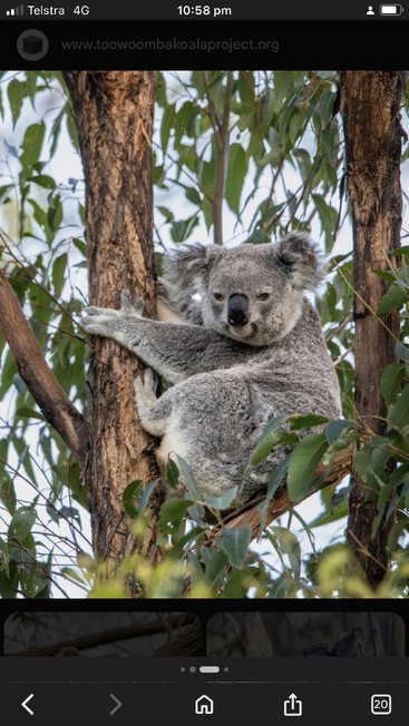 A koala clings to the trunk of a eucalyptus tree, surrounded by green leaves, looking relaxed and peaceful in its natural Australian habitat.