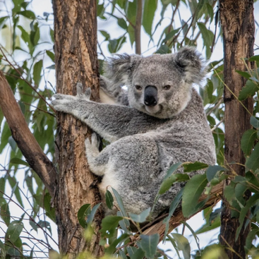 Un koala se aferra al tronco de un eucalipto, rodeado de hojas verdes, con un aspecto relajado y tranquilo en su hábitat natural australiano.