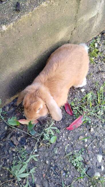 Un lapin brun aux oreilles tombantes est assis par terre près d'un mur en béton ; il grignote des feuilles vertes, entouré de petites plantes et de feuilles rouges éparpillées.
