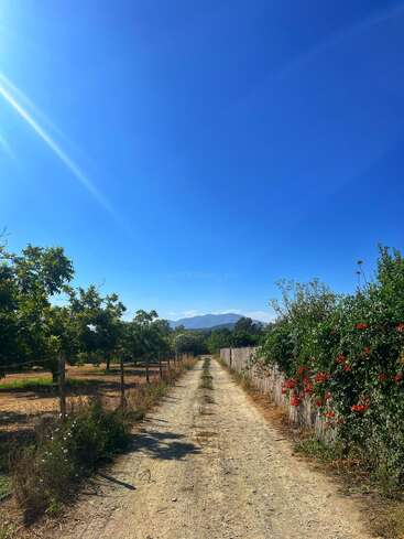 Un chemin de terre traverse des terres agricoles rurales, bordées d'arbres et de fleurs sauvages. Le ciel est d'un bleu éclatant, les montagnes se dessinent au loin et la lumière du soleil coule à flots depuis la gauche.