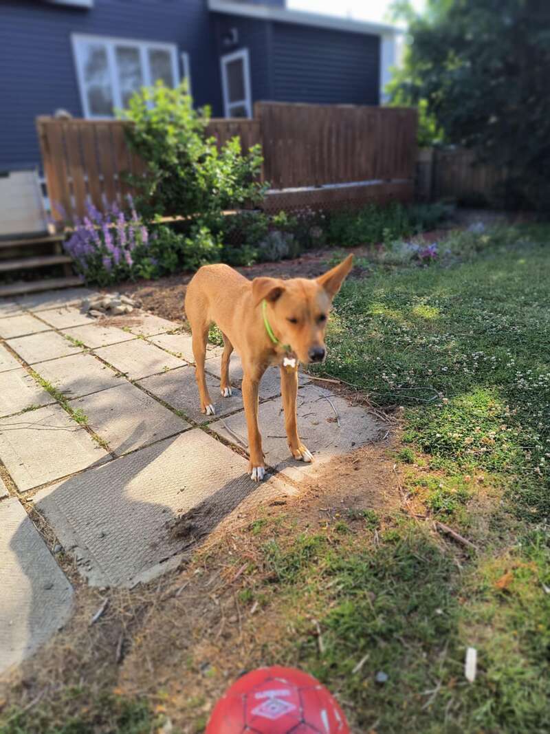 Un chien brun avec un collier vert se tient en alerte sur un chemin de jardin, près d'une balle rouge, avec un jardin, une clôture et une maison en arrière-plan.