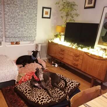 The image depicts a cozy living room with two dogs, a TV, and a wooden dresser, featuring a warm and inviting atmosphere with soft lighting and comfortable seating.