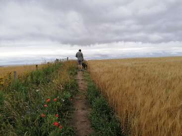 A man walks down a dirt path between two fields of tall grass and wildflowers on an overcast day. He has a dog by his side.