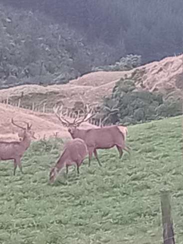 Three deer graze in a lush green field with rolling hills and forest in the background. One deer has large antlers, creating a picturesque wildlife scene.