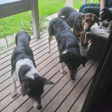 Four dogs stand on a wooden porch, three in the foreground and one near a seated person. Green grass and plants can be seen outside.