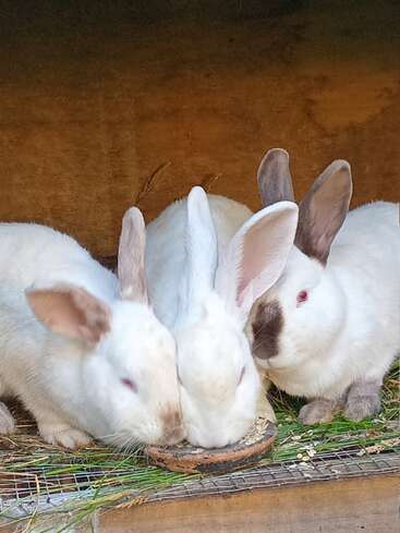 Three white rabbits with pink eyes are eating together from a shallow dish on a bed of green grass inside a wooden enclosure, looking cozy and content.