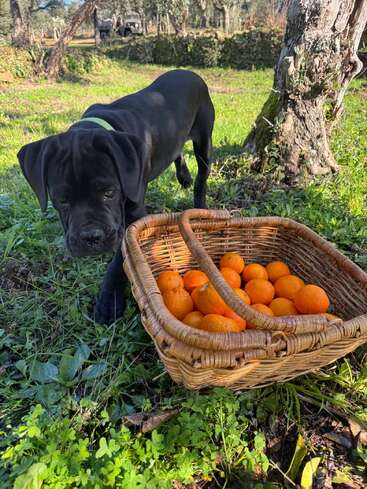 A black dog curiously sniffs near a wicker basket filled with bright orange tangerines, set outdoors among green grass and trees on a sunny day.