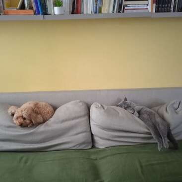 Ein kleiner brauner Hund und eine graue Katze machen es sich auf separaten Sofakissen unter einer gelben Wand mit einem Bücherregal über ihnen bequem. Eine gemütliche und friedliche Szene.
