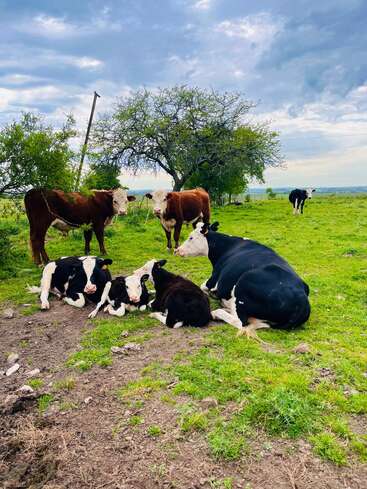 Eine friedliche ländliche Szene mit Kühen und Kälbern, die sich auf grünem Gras ausruhen, mit Bäumen und einem wolkenverhangenen Himmel im Hintergrund, der an Ruhe und Gelassenheit erinnert.