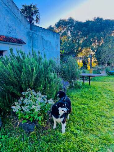 Ein schwarz-weißer Hund steht auf saftig grünem Gras neben blühenden Büschen und einer alten blauen Mauer, mit Bäumen und einem hellen Himmel im Hintergrund.