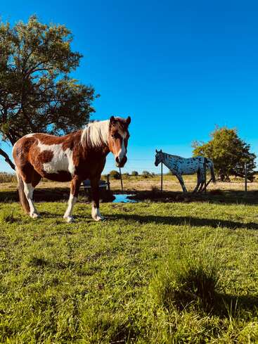 Ein braun-weißes Pferd steht auf grünem Gras unter einem klaren blauen Himmel. Ein anderes geflecktes Pferd grast in der Nähe von Bäumen und einer kleinen Wasserpfütze. Friedliche Szene.