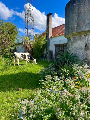 Eine Kuh weidet auf grünem Gras neben einem rustikalen Haus, umgeben von Wildblumen und Sträuchern, unter einem strahlend blauen Himmel mit flauschigen weißen Wolken.