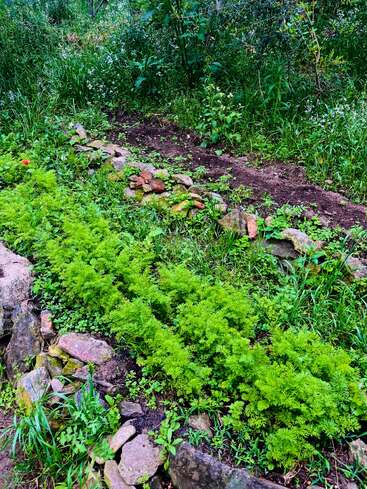 Ein üppiges Gartenbeet, umrahmt von Felsen, gefüllt mit leuchtend grünem Laub und umgeben von dichter Wildvegetation. Die Szene sieht frisch, natürlich und gepflegt aus.