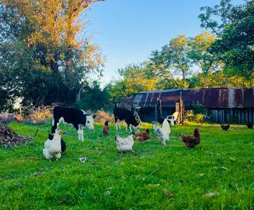 In dieser lebendigen Bauernhofszene grasen Kühe und Hühner auf saftig grünem Gras. Alte rustikale Scheunen, Bäume und helles Sonnenlicht schaffen eine friedliche ländliche Atmosphäre.
