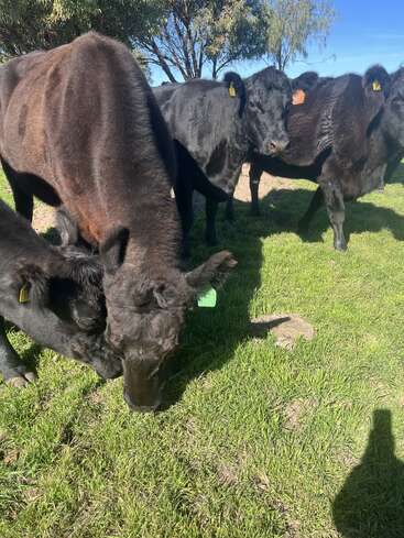 A group of black cattle grazes on green grass under bright sunlight. Some cows have colored ear tags. Trees and clear blue sky in the background.