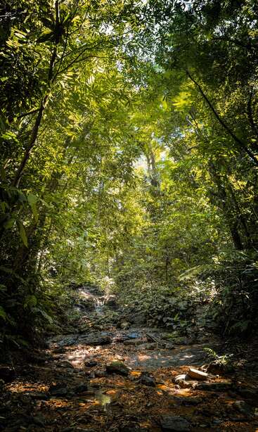 La lumière du soleil filtre à travers le feuillage dense et vert de la jungle, éclairant le sol rocheux de la forêt et un petit ruisseau. L'environnement serein et luxuriant donne l'impression d'être paisible, vivant et préservé de l'homme.
