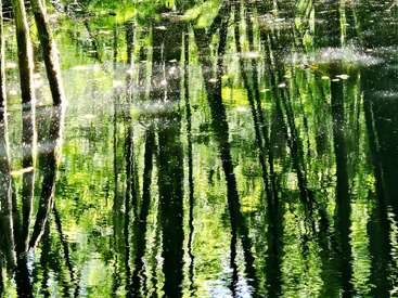 A luz do sol passa pelas árvores e seus reflexos verdes brilham e ondulam na superfície da água, criando um padrão abstrato e sonhador de cores vibrantes e luz suave e cintilante.