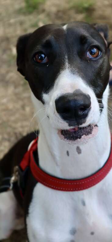 A close-up of a black and white dog wearing a red collar. The dog's big, expressive brown eyes look up curiously toward the camera.