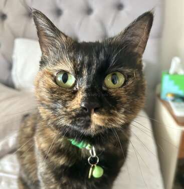 A close-up photo of a tortoiseshell cat with striking green eyes, a green collar, and bell, sitting on a bed with a blurred background.