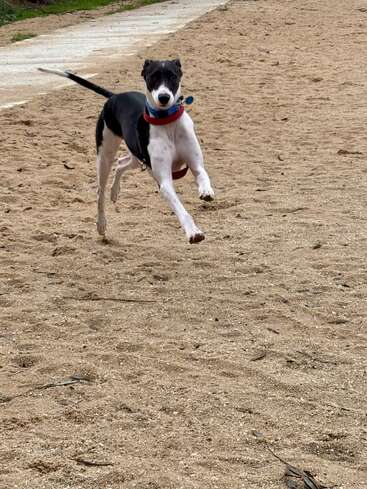 A black and white dog joyfully runs on a sandy surface, wearing a red collar. Its ears are perked up and it looks energetic and playful.
