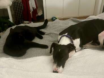 A black cat and a black-and-white dog are relaxing together on a cozy bed, lying on a gray and white blanket in a warmly lit bedroom.
