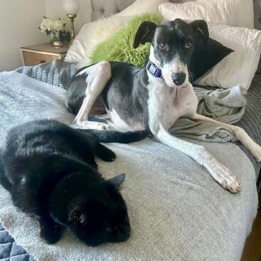 A black cat and a black-and-white dog relax together on a cozy, neatly made bed with pillows and blankets, creating a peaceful, homey scene.