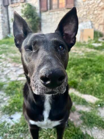This close-up photo features a black dog with one eye and upright ears, standing on a grassy stone path in front of a rustic stone building.