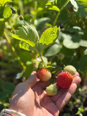 Una mano sostiene un pequeño racimo de fresas en diferentes etapas de maduración, rodeadas de hojas verdes, bañadas por la brillante luz natural del sol en un jardín.