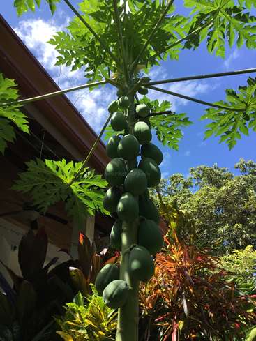 A imagem mostra um mamoeiro com frutos e folhas verdes, em um céu azul com nuvens brancas e uma casa ao fundo.
