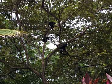 A imagem mostra dois macacos pretos empoleirados em um galho de árvore, cercados por folhas e folhagens verdes exuberantes, com uma atmosfera serena.