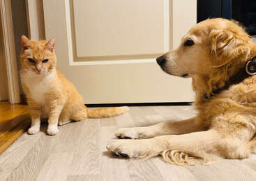 Eine rote Katze sitzt neben einer Tür, während ein Golden Retriever auf dem Boden liegt und die Katze aufmerksam beobachtet. Beide sehen drinnen total entspannt und ruhig aus.