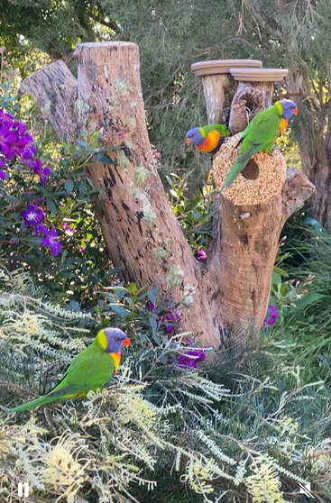 Três lorikeets arco-íris vibrantes empoleiram-se em um tronco e galhos de árvore. Flores roxas os cercam e um anel de sementes está pendurado, criando uma cena de jardim animada e colorida.