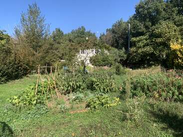 Um jardim cheio de vida com estacas de madeira sustenta várias plantas. Flores silvestres desabrocham ao lado, cercadas por uma vegetação densa. Ao fundo, uma casa aparece entre as árvores altas.