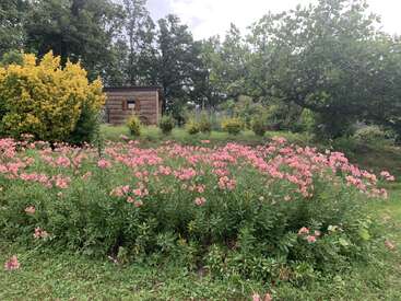 A lush garden displays vibrant pink flowers in the foreground, yellow bushes, a wooden shed, and tall trees creating a serene, picturesque natural scene.