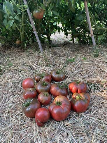 Um monte de tomates vermelhos escuros, recém-colhidos, tá espalhado num chão coberto de palha, com plantas de tomate verdes e estacas de madeira aparecendo no fundo.