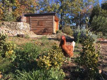 Uma galinha marrom está em um jardim ensolarado, cercada por plantas verdes, com um galpão rústico de madeira e um muro de pedra ao fundo, sob um céu azul.
