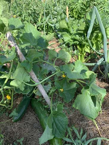 Essa imagem mostra uma horta cheia de vida, com grandes pés de pepino verde, flores amarelas, aipo e alho-poró, crescendo juntos em um solo rico e coberto com palha.