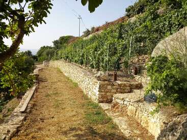 Dieses Bild zeigt einen terrassenförmig angelegten Weinberg mit Steinmauern und üppig grünen Reben. Ein Feldweg führt daneben entlang, umgeben von Bäumen und blauem Himmel.