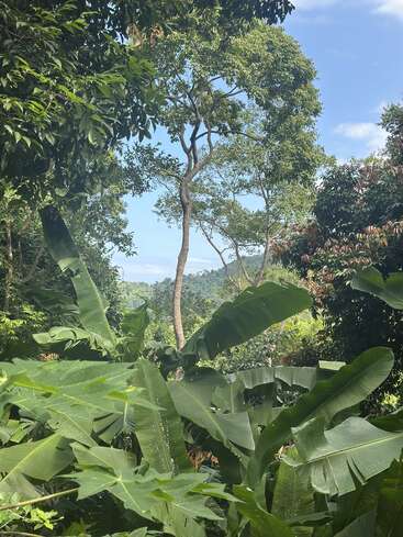 A lush, green tropical forest with tall trees, broad banana leaves, dense foliage, and a clear blue sky peeking through the canopy on a sunny day.