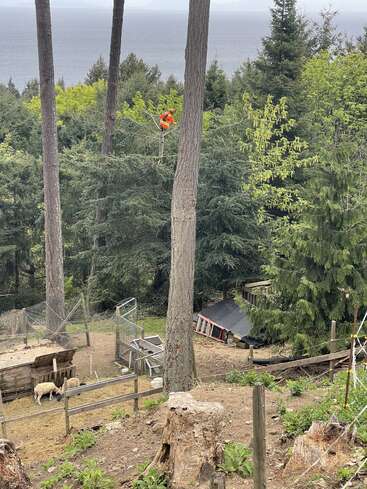Una persona vestida con un traje de seguridad naranja se encuentra en lo alto de un árbol, rodeada de un bosque frondoso. Abajo, unas ovejas pastan en un recinto vallado junto a unas construcciones de madera.