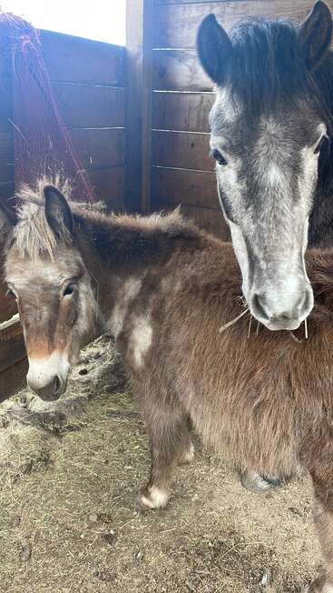 Deux petits poneys bruns au pelage duveteux se tiennent tout près l'un de l'autre dans une étable en bois. Leur pelage doux et épais reflète la douceur de l'hiver. Du foin et de la paille jonchent le sol.