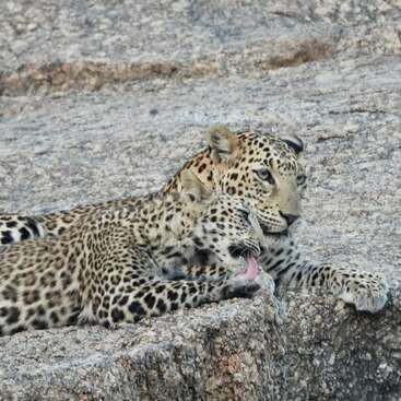A leopard and its cub rest on a rocky surface. The cub affectionately licks the adult, displaying a tender moment in their natural habitat.