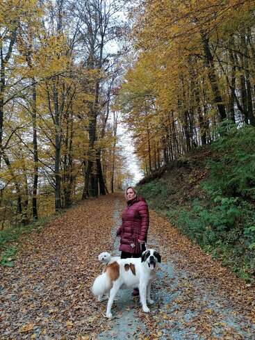 The image depicts a woman walking two dogs on a path covered in fallen leaves, surrounded by trees with yellow foliage.