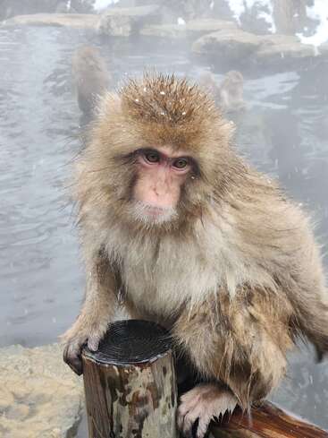 A Japanese macaque sits on a wooden post near a steamy hot spring. Its fur is wet and dusted with snow, while others bathe in the background.