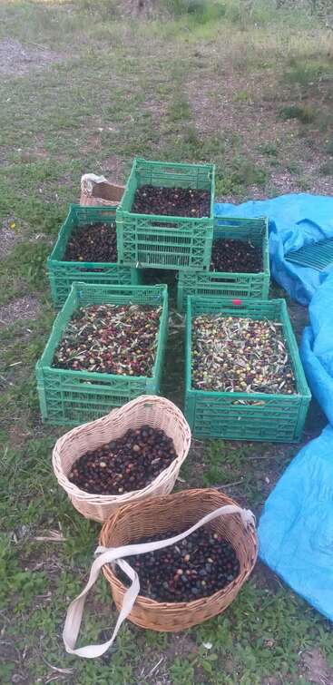 Cajas de plástico verde y cestas de mimbre están llenas de aceitunas recién cosechadas, algunas mezcladas con hojas, colocadas sobre hierba junto a una lona azul al aire libre.