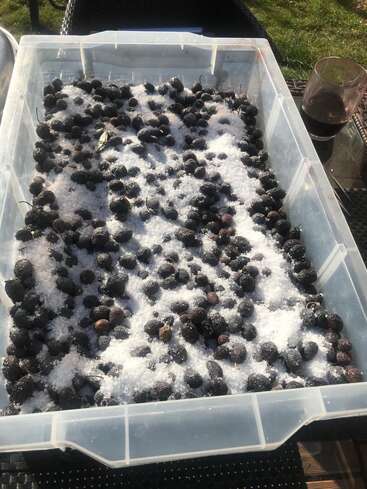 Un recipiente de plástico lleno de aceitunas negras cubiertas de sal gruesa, reposa a la luz del sol. Cerca, un vaso con una bebida oscura descansa sobre la mesa.