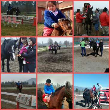 L'image montre un collage de neuf photos montrant des personnes interagissant avec des chevaux dans un cadre extérieur, probablement une ferme ou une écurie.