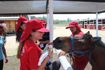 L'image montre un groupe de personnes interagissant avec des chevaux, probablement dans une ferme ou une écurie, les chevaux se tenant dans une zone clôturée et les personnes les observant.